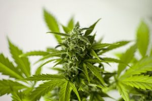 fleur de cannabis