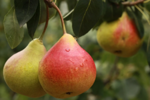 la poire